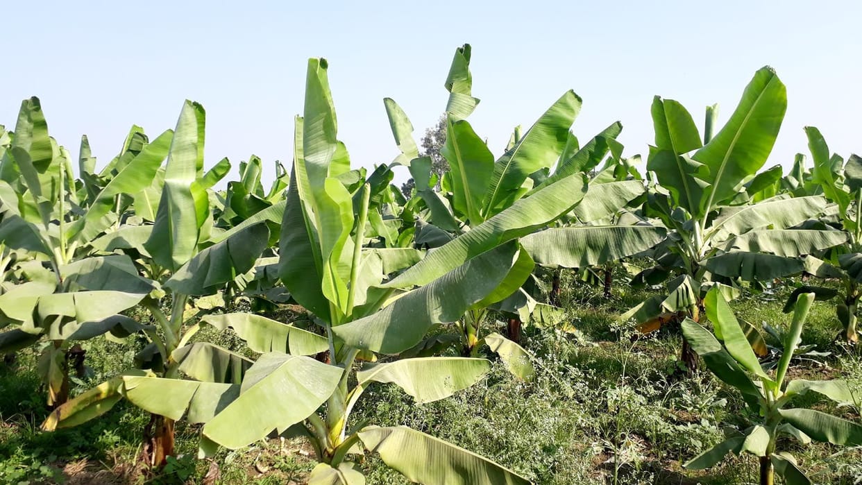 agricultur