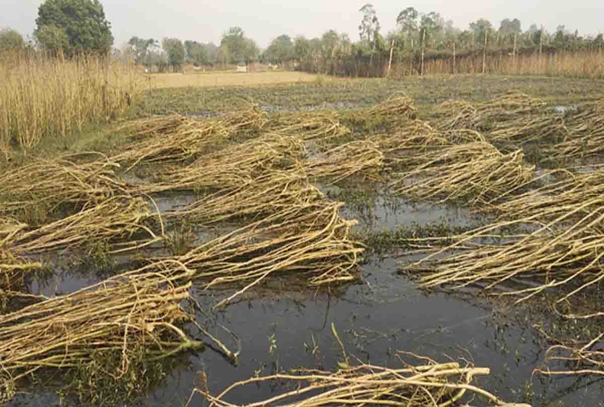 Paddy, beans and okra crops of many farmers got ruined