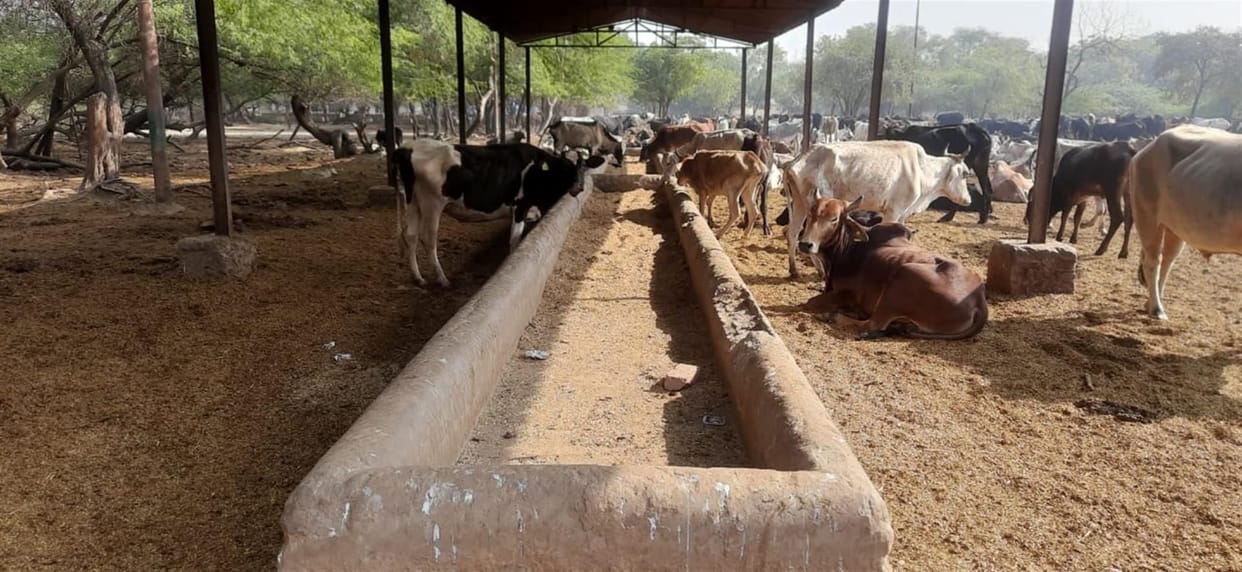 Hathras: The cows dying of hunger and thirst in the temporary cowshed