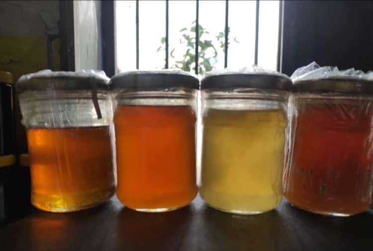 Vinay of Jhajjar left the job of JE and took up the business of beekeeping