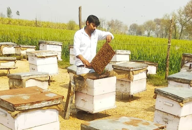 Vinay of Jhajjar left the job of JE and took up the business of beekeeping