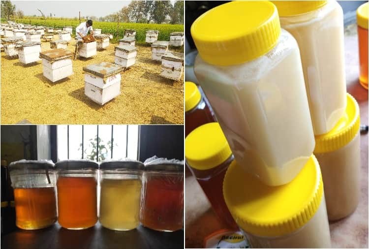 Vinay of Jhajjar left the job of JE and took up the business of beekeeping
