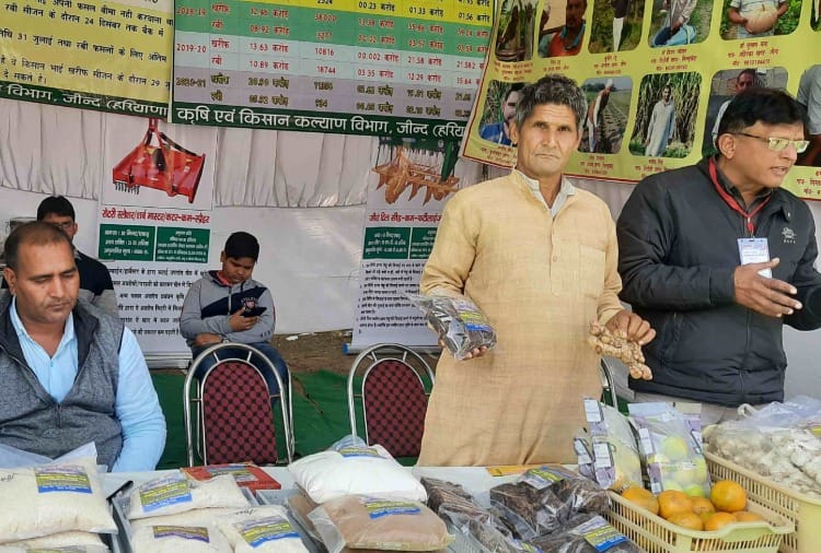 Jind farmer Ramphal is earning profit by cultivating turmeric