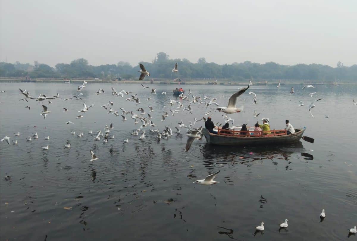 Migratory Birds Painted Stork And Brown Headed Gull Spotted In Yamuna River Mathura And Agra