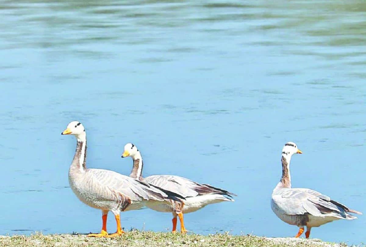 Migratory Birds Painted Stork And Brown Headed Gull Spotted In Yamuna River Mathura And Agra