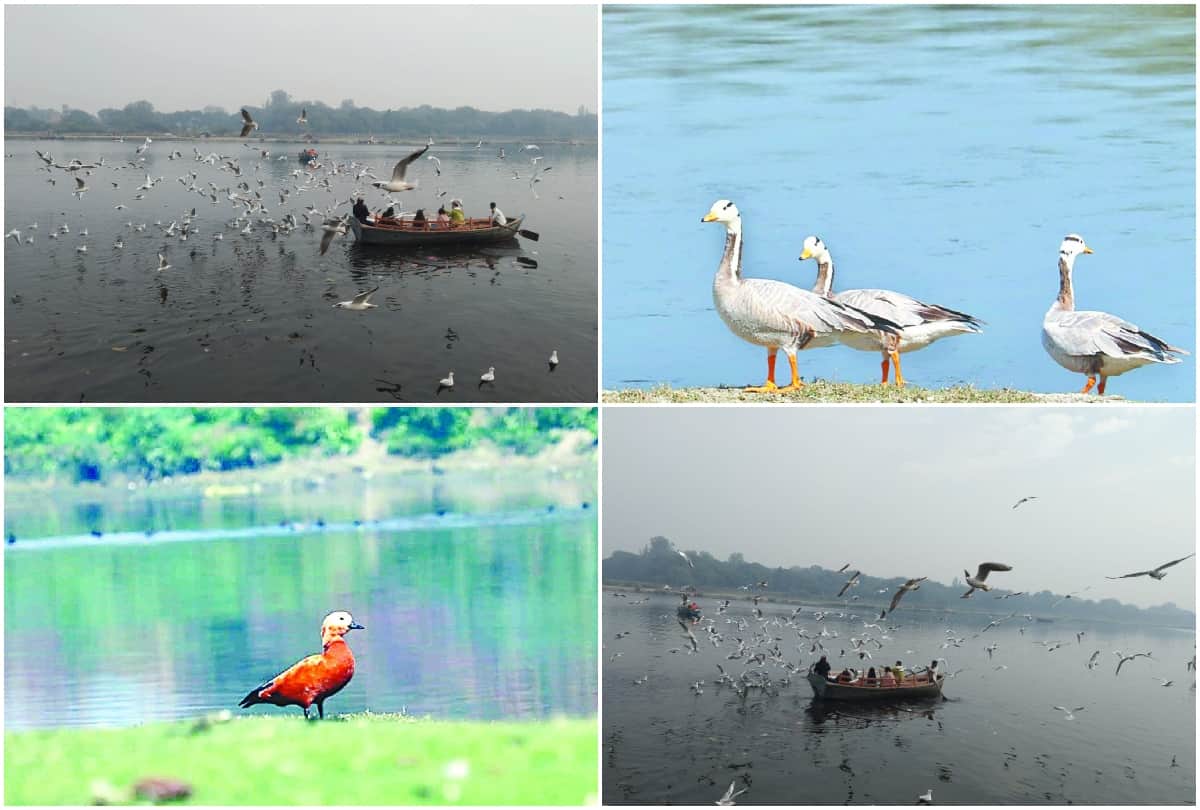 Migratory Birds Painted Stork And Brown Headed Gull Spotted In Yamuna River Mathura And Agra