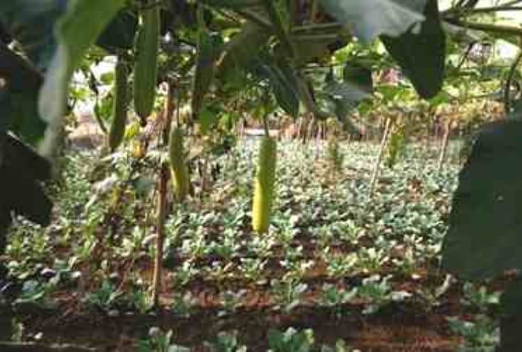 Jind farmer Ram Niwas left traditional farming and adopted multilayer farming