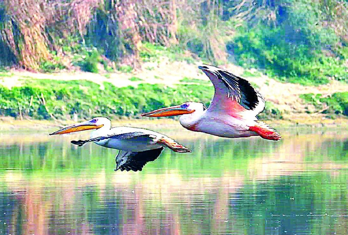 Migratory Birds Painted Stork And Brown Headed Gull Spotted In Yamuna River Mathura And Agra