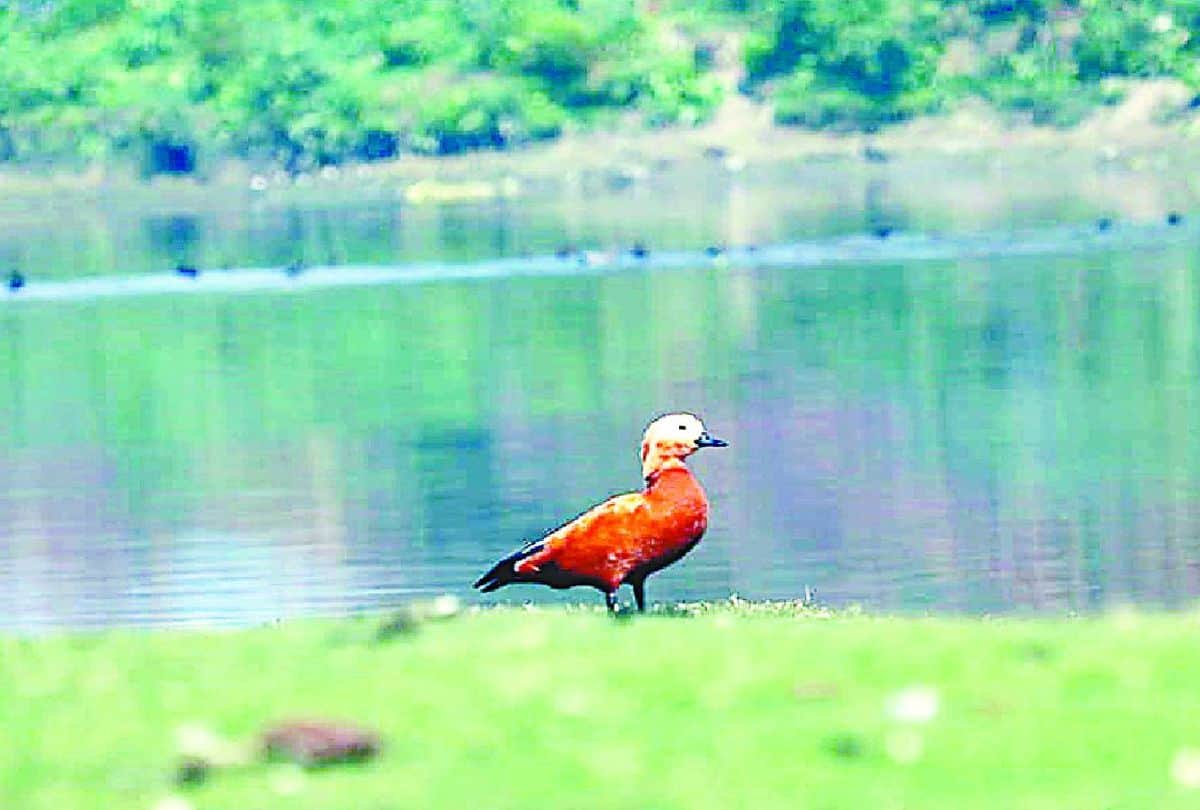 Migratory Birds Painted Stork And Brown Headed Gull Spotted In Yamuna River Mathura And Agra
