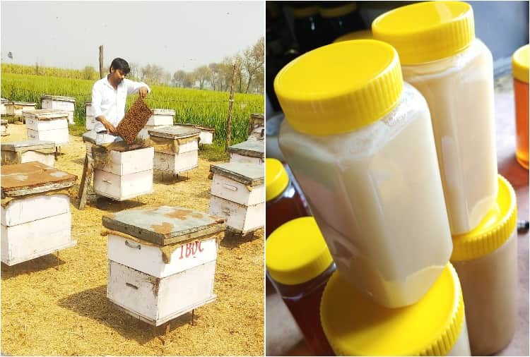 Vinay of Jhajjar left the job of JE and took up the business of beekeeping