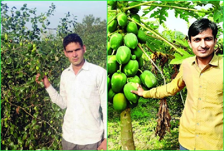 Jagdish of Fatehabad and Parasaram of Sirsa left traditional farming and adopted horticulture