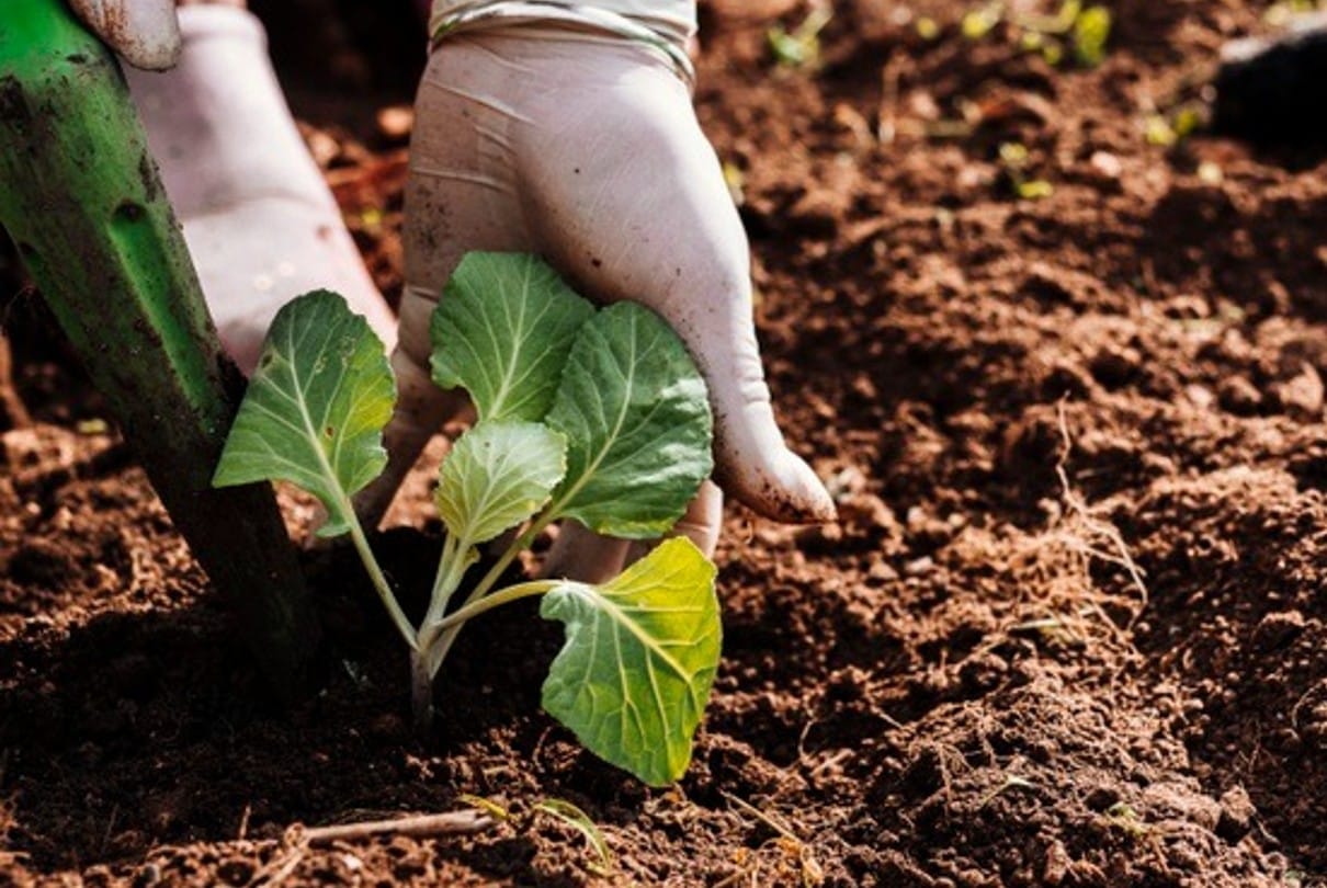 Himachal will connect 1.5 lakh more farmers with natural farming