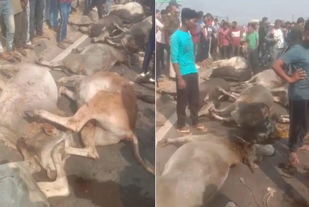 Jabalpur: 50 cows found in a standing truck, 13 had died, police registered a case