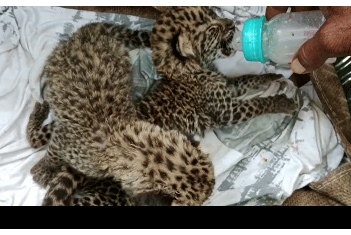 Madhya Pradesh: Leopard cubs taken from Dhar to Bhopal instead of Indore, one dead, one serious