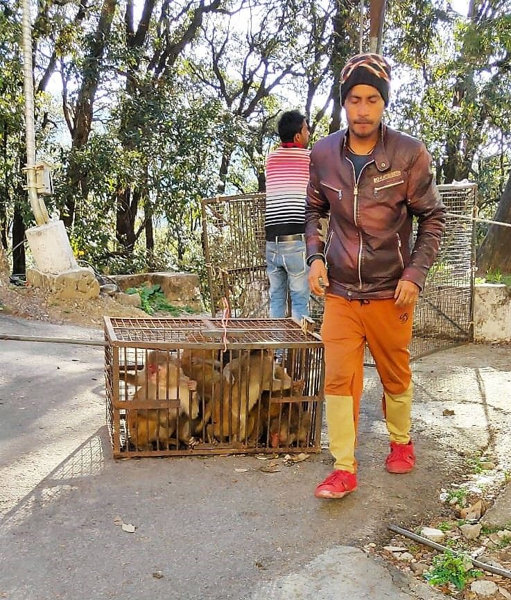 Municipality caught 123 monkeys