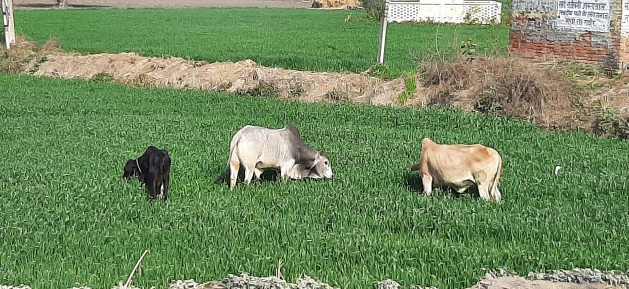 Unclaimed animals damaging crops, Yamunanagar