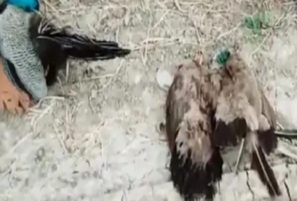 13 dead peacocks found in a drain in Rajasthan Bundi