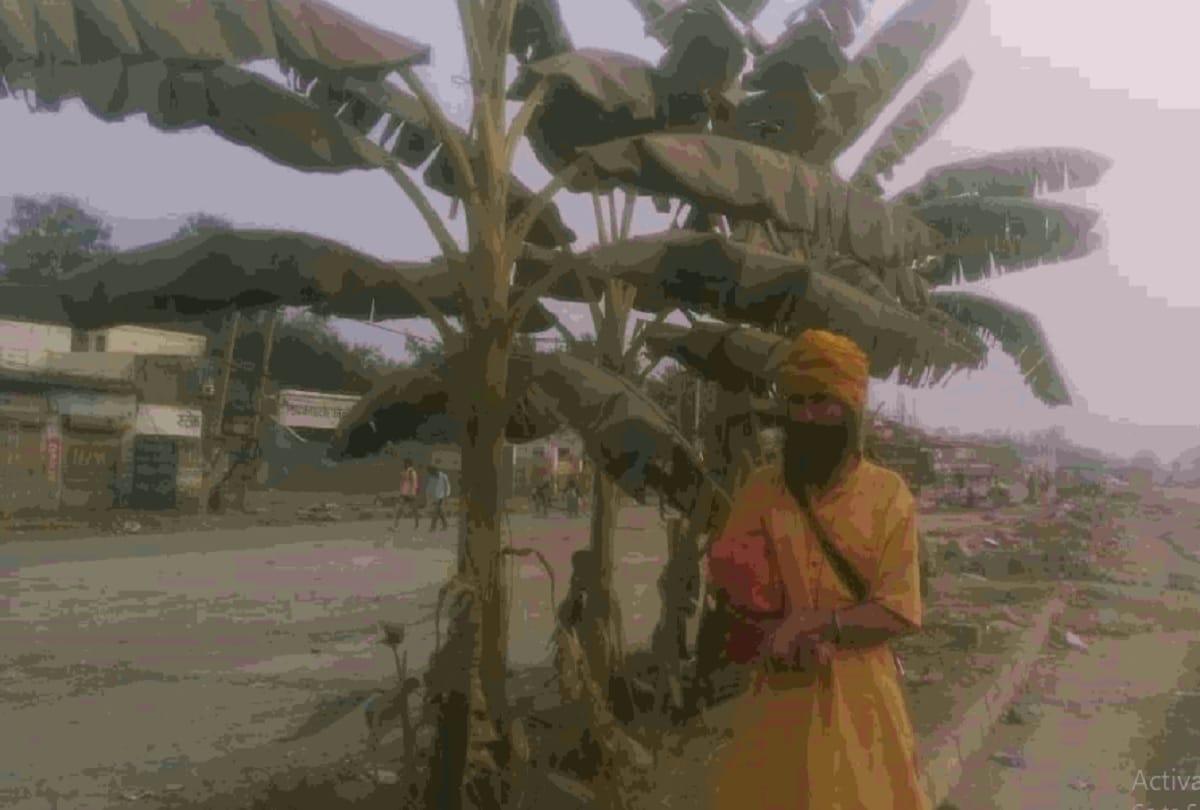 farmers planted trees during the movement on the singhu kundli border