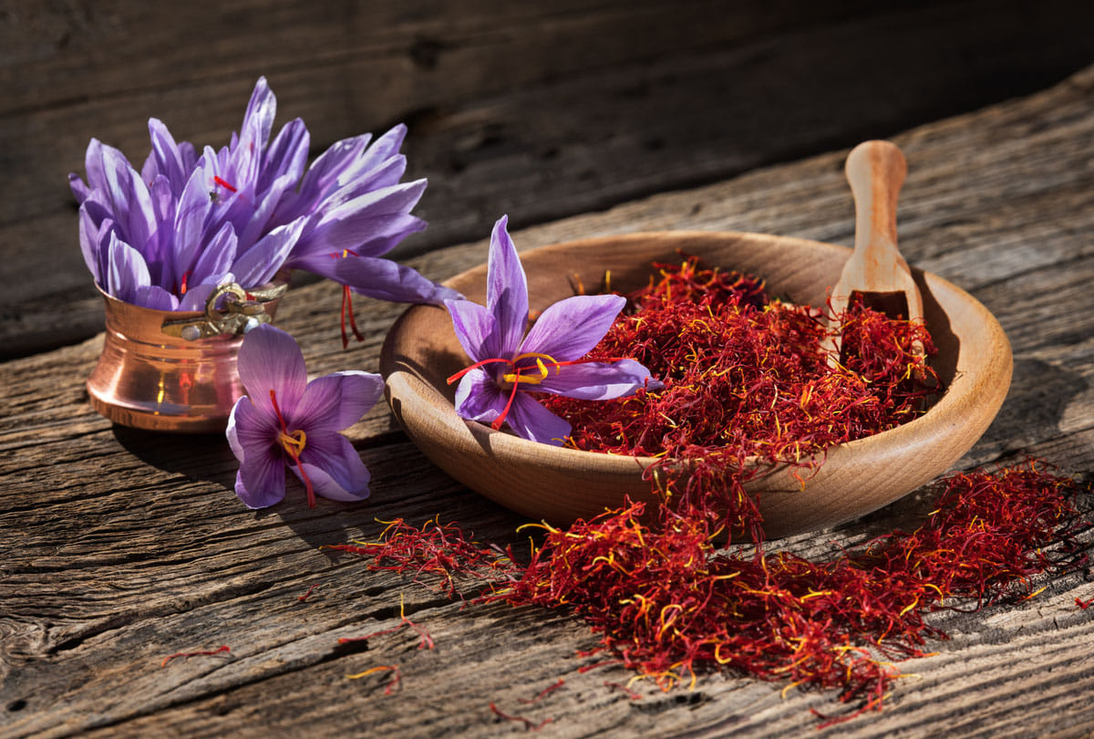 Possibilities of saffron cultivation found in Punjab