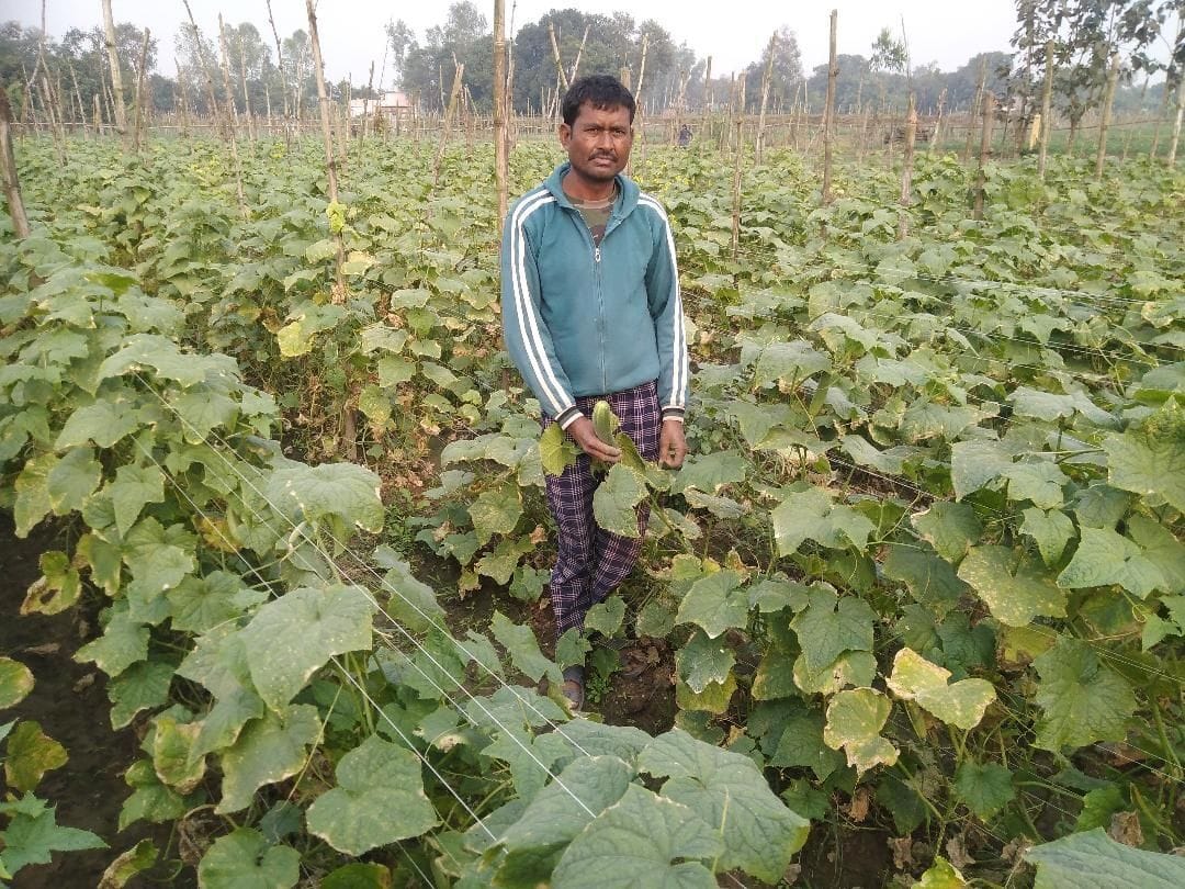 Surendra was so fond of farming that now he does not feel like going out.