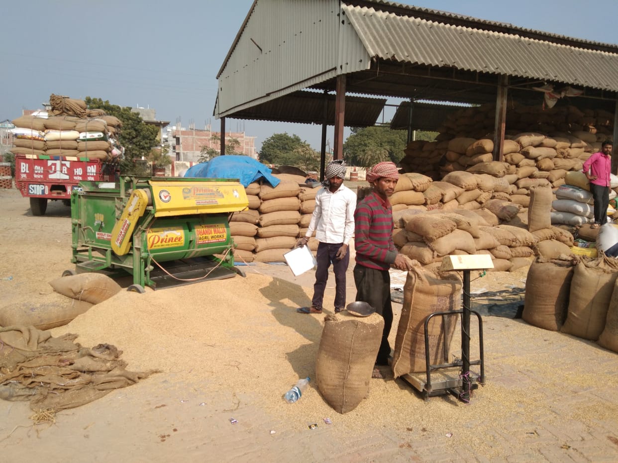 Dumping paddy in the open at Akbarpur purchasing center