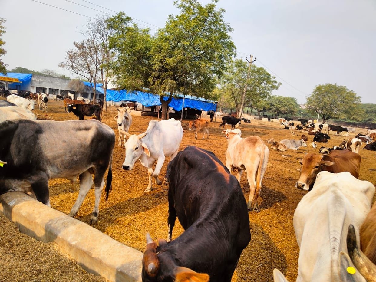 Hathras: On the news of the plight of the cow, entry into the cowshed was stopped