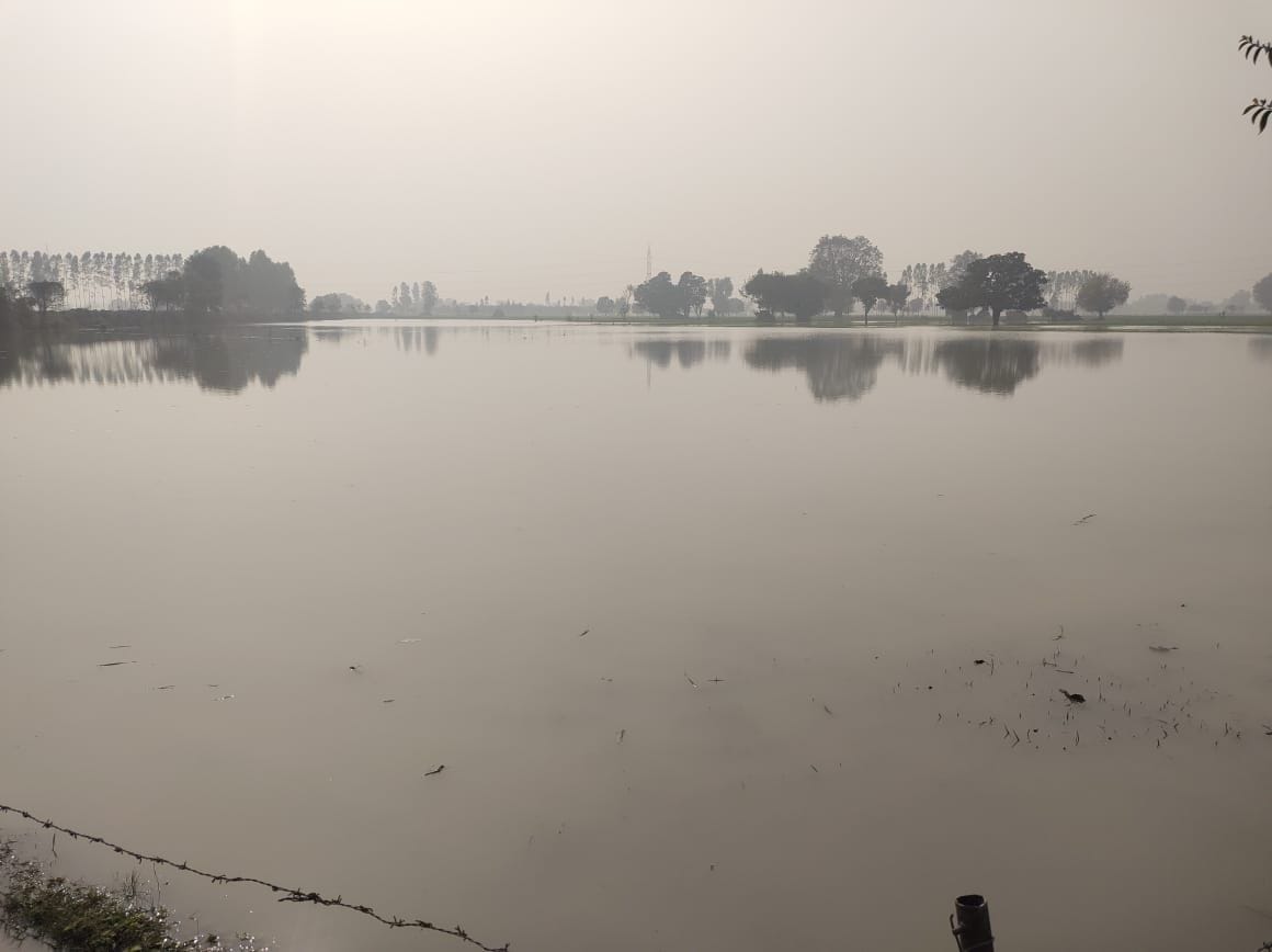 Mathura: More than 100 bighas of crops submerged due to breaking of Bajna Rajbha