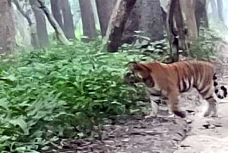 Tourists in 20 vehicles were thrilled to see the tiger