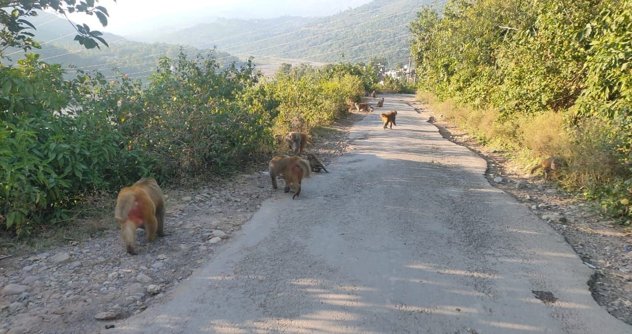 People upset due to the terror of monkeys