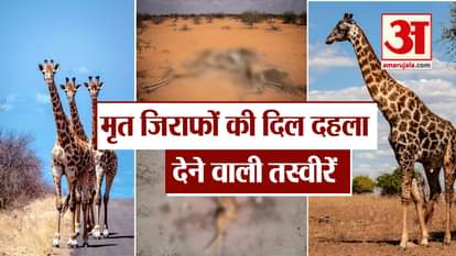 heartbreaking pics giraffes population is in danger kenya