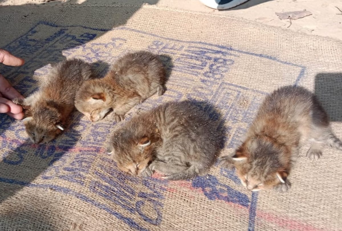 Four children of wild cat brought to Gorakhpur zoo after being rescued
