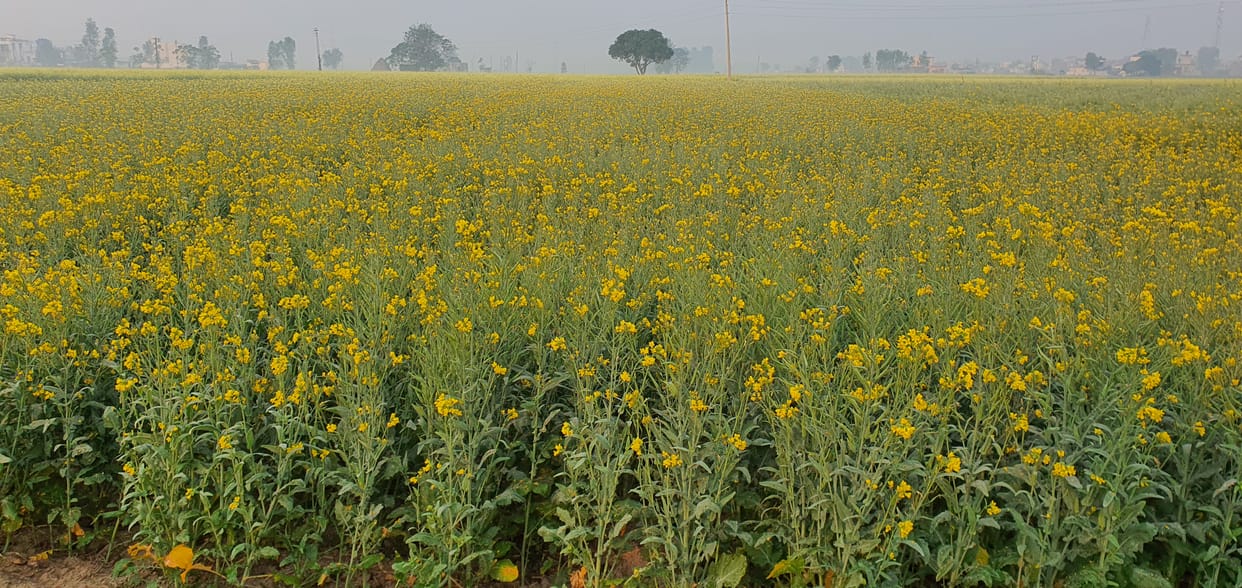 Farmers trend towards mustard, sowing in 1600 acres