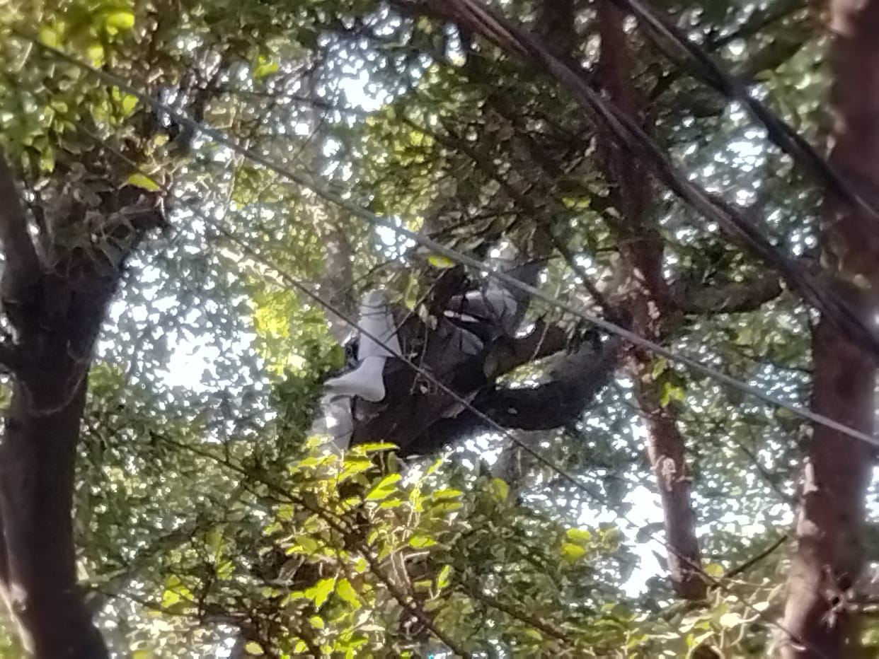 roorkee news: BJP leader climbing on a tree, sprinkled petrol on himself, stirred up, see photos