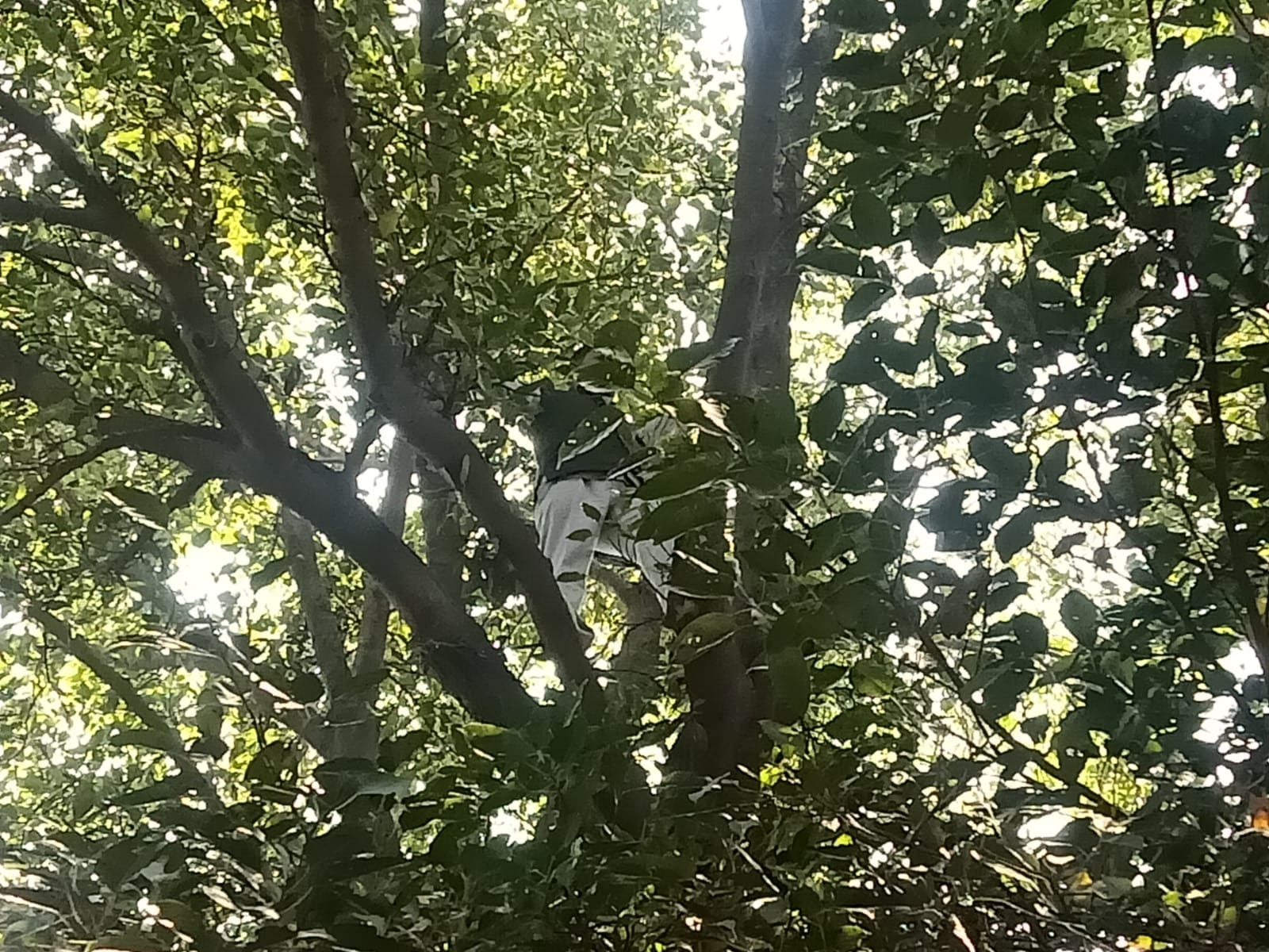 roorkee news: BJP leader climbing on a tree, sprinkled petrol on himself, stirred up, see photos