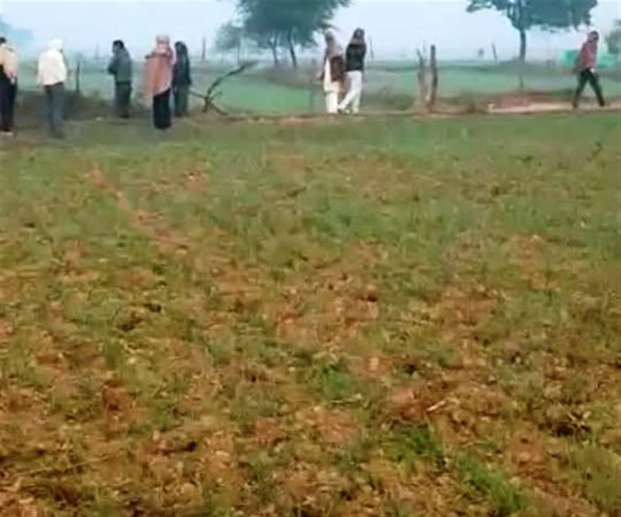 Hathras: After leaving the cowshed, the cows destroyed ten bighas of wheat crop