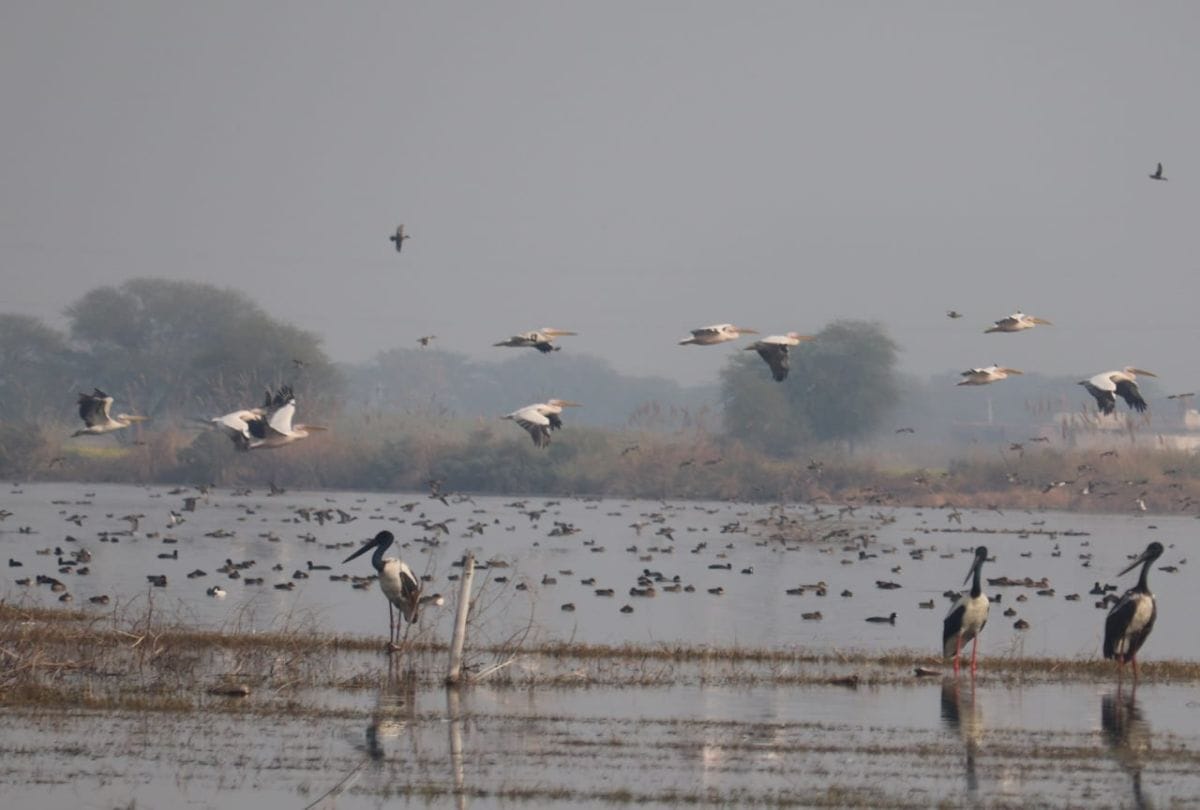 Siberian Birds In Giriraj Talhati Migratory Birds Reaches From Mongolia