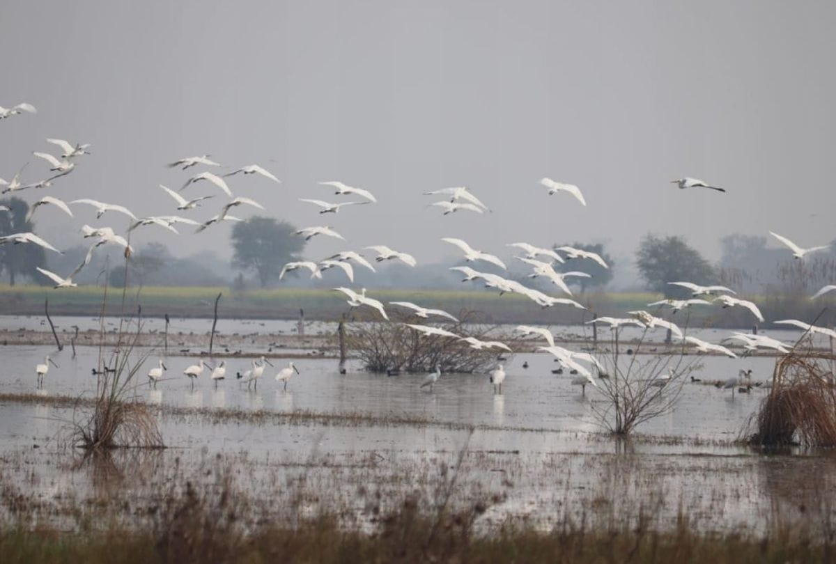 Siberian Birds In Giriraj Talhati Migratory Birds Reaches From Mongolia
