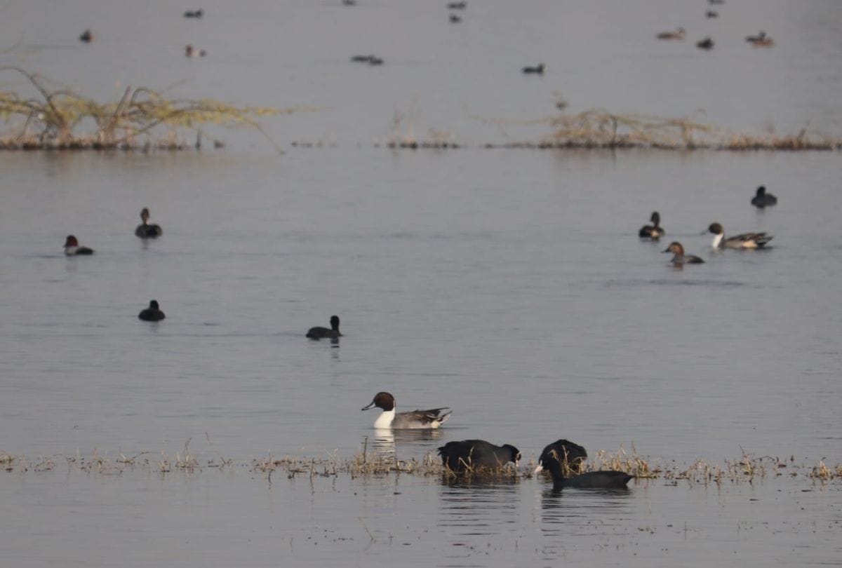 Siberian Birds In Giriraj Talhati Migratory Birds Reaches From Mongolia