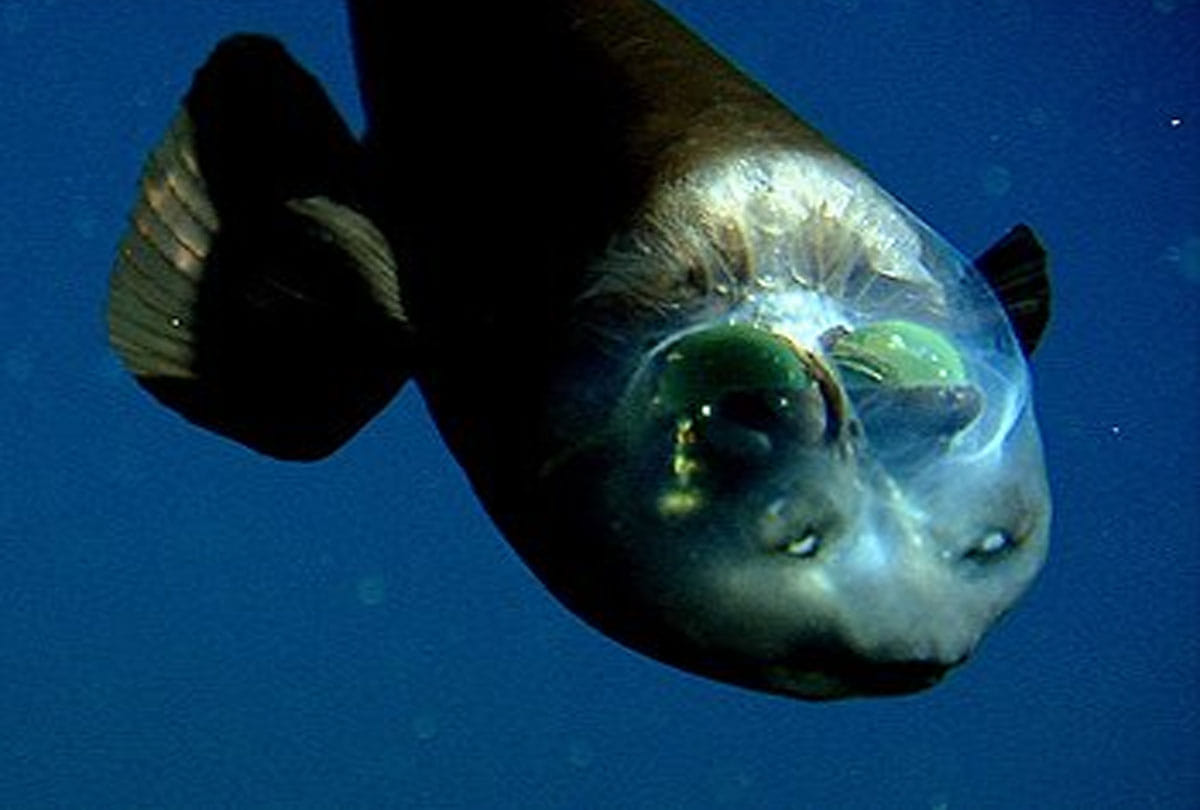 Bizarre barreleye fish with translucent head and tubular eyes spotted