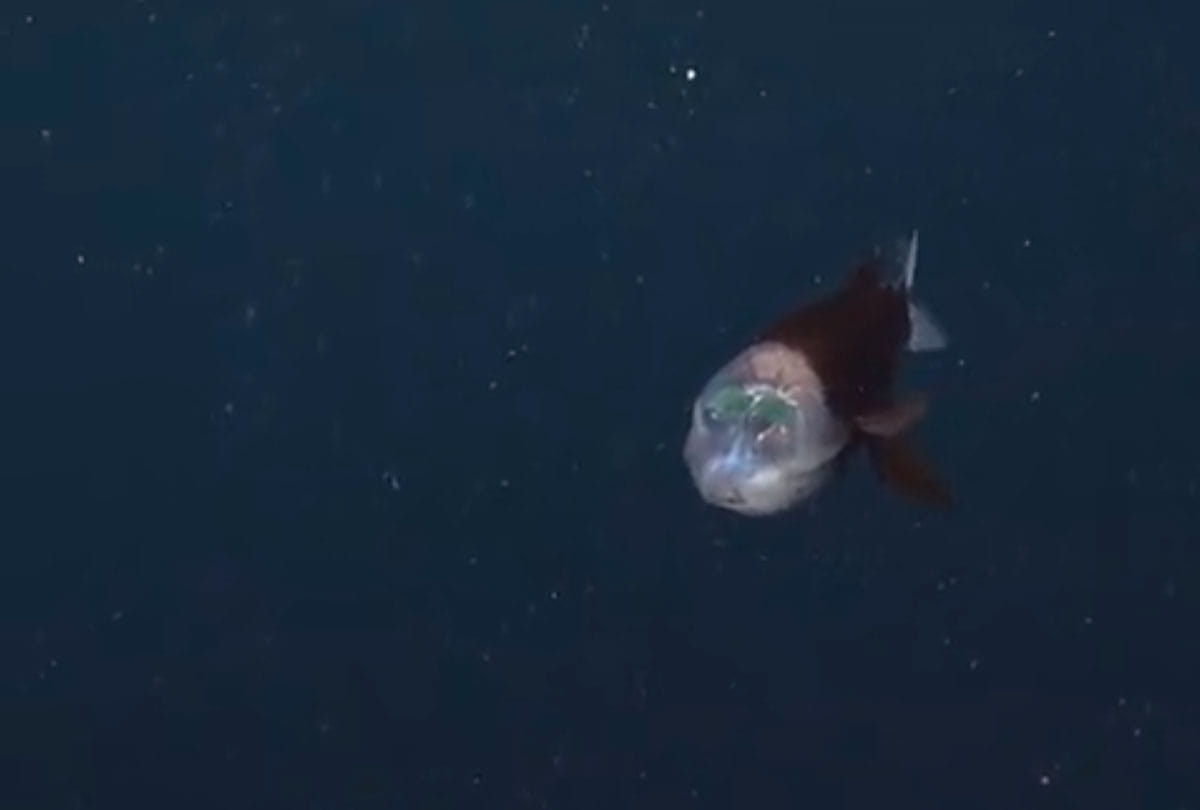 Bizarre barreleye fish with translucent head and tubular eyes spotted