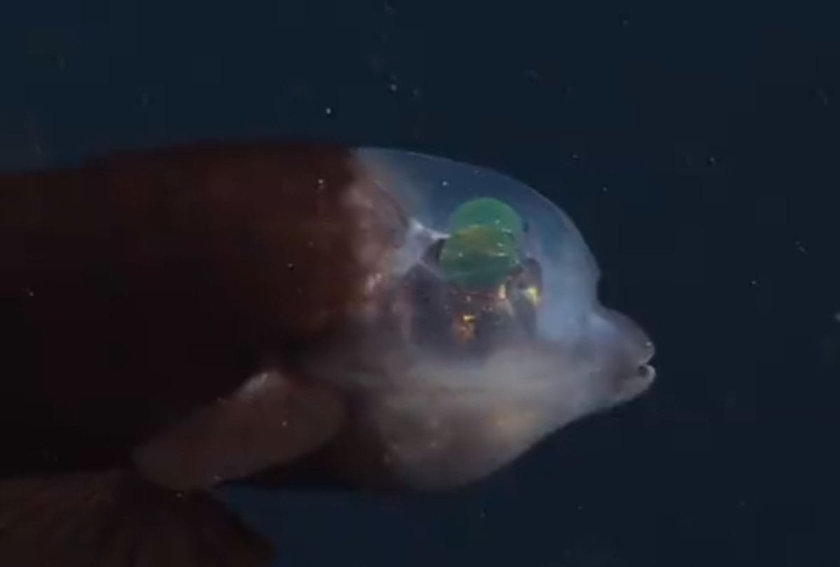 Bizarre barreleye fish with translucent head and tubular eyes spotted