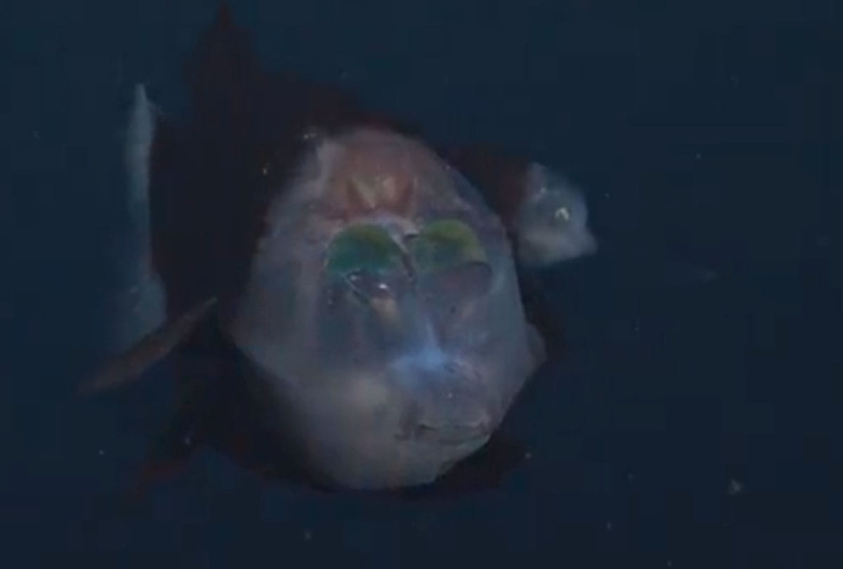 Bizarre barreleye fish with translucent head and tubular eyes spotted