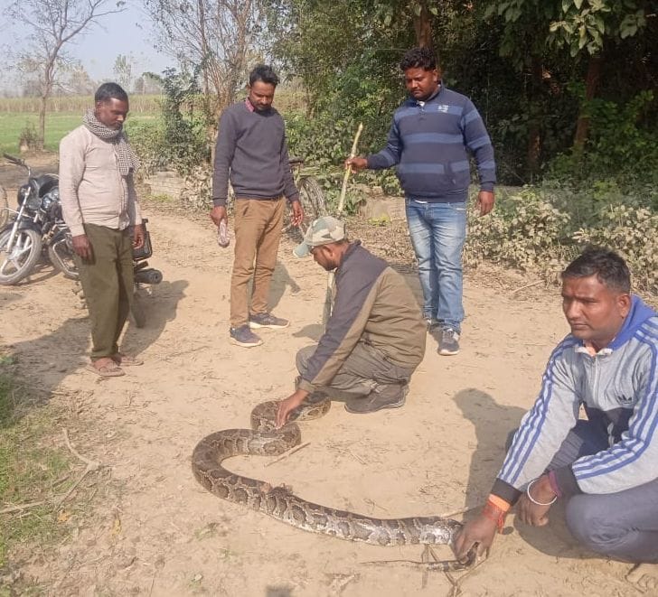 12 foot python seen in sugarcane field