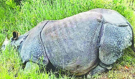 Carcass of male rhinoceros found in Chitwan National Nikunj Park