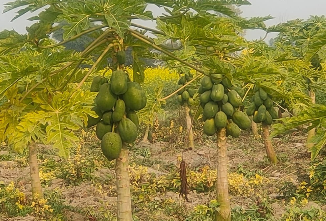 fathepur news,Taiwanese papaya enriching the farmer