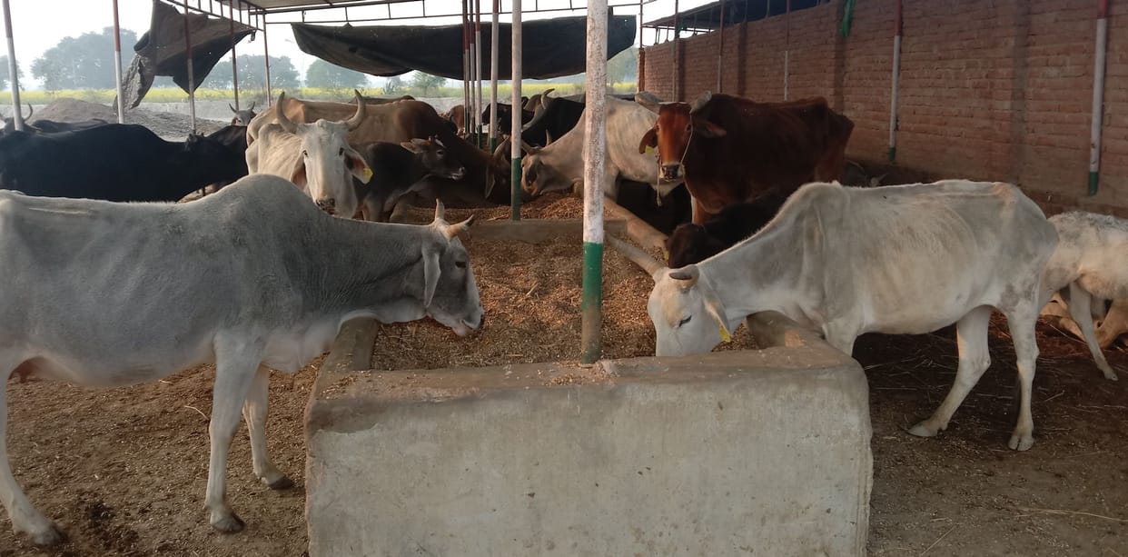 fathepur news,Green fodder burped, feeding dry straw