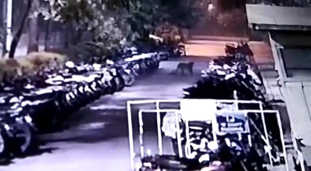 haridwar news: Guldar entered the parking lot of the company located in Sidcul