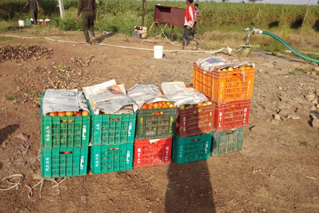 Shivpuri: Tomatoes of Shivpuri reached Azadpur, Asia's biggest market, gave relief to Delhiites, sold for 50 rupees a kg