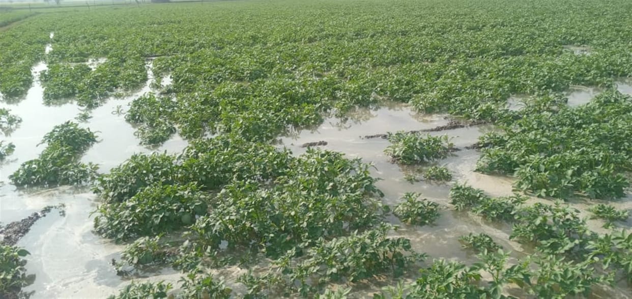 Hathras: Potato crop submerged due to cutting of Rajbhe track