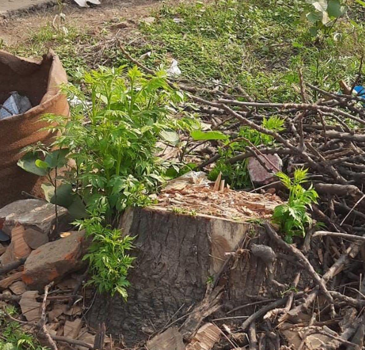 Hundreds of trees were cut in Sugar Mill Colony, Forest Department will conduct investigation